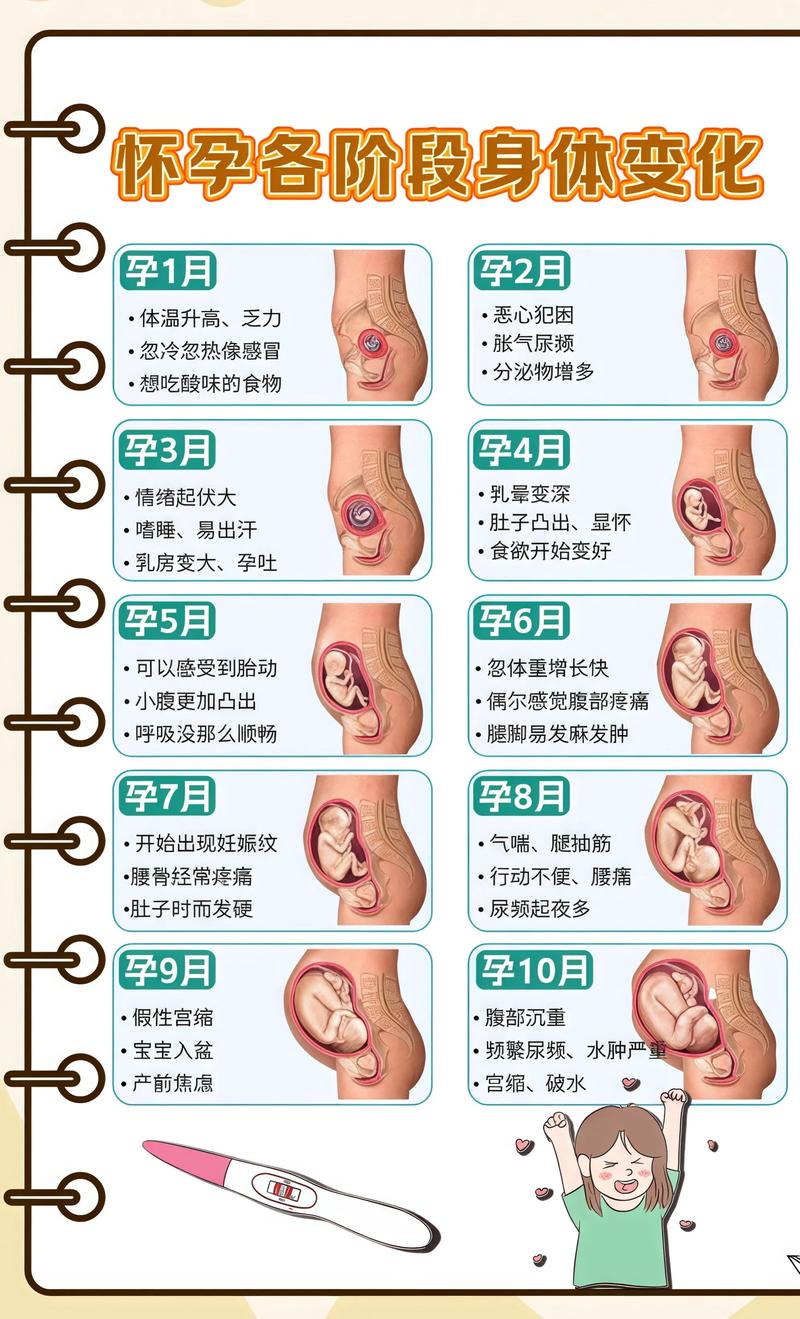 揭秘供卵代孕妈妈怀孕小腹分两节，孕期变化的奥秘珠海代生机构: